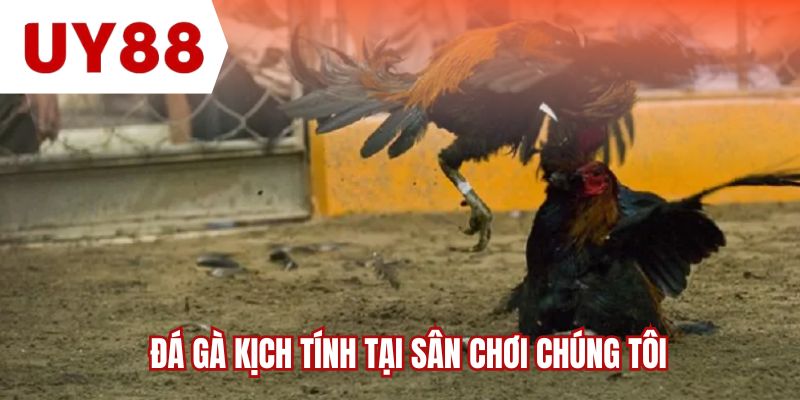Đá gà kịch tính tại sân chơi chúng tôi